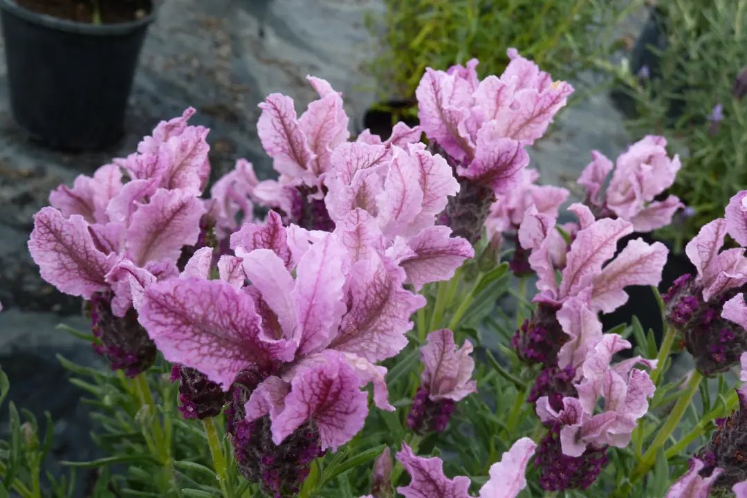 Lavender - Loveheart (Lavandula) - Ladybird Nursery