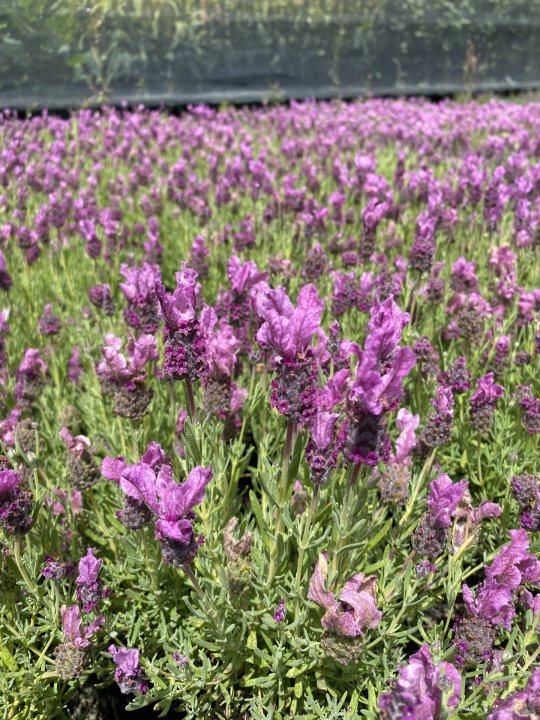 Lavender - Loveheart (Lavandula) - Ladybird Nursery