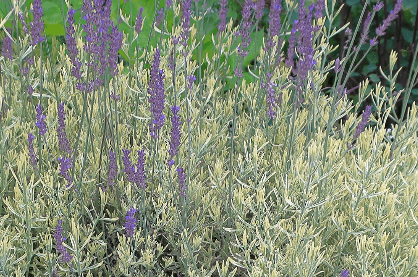 Lavender - Meerlo (Lavandula allardii)