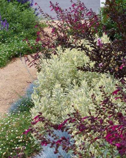 Lavender - Meerlo (Lavandula allardii) - Ladybird Nursery