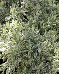 Lavender - Meerlo (Lavandula allardii)