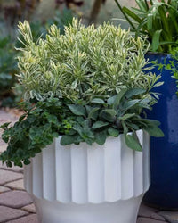 Lavender - Meerlo (Lavandula allardii)