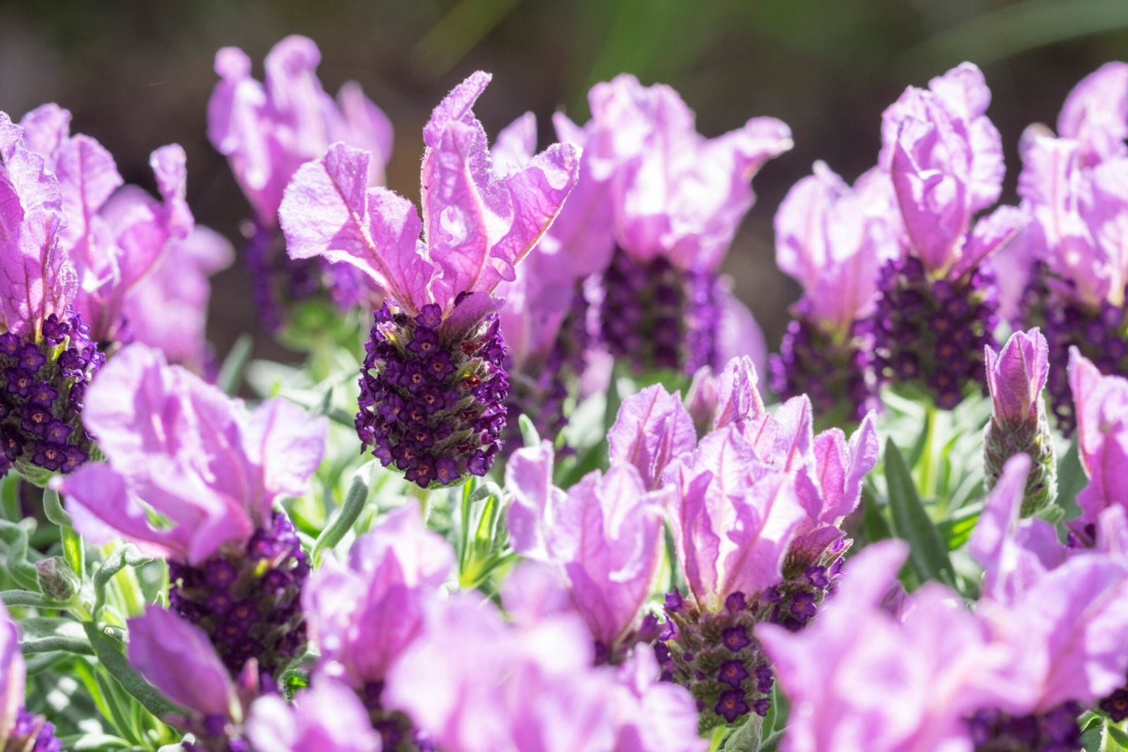 Lavender - Pink Lace (Lavandula hyb.) - Ladybird Nursery