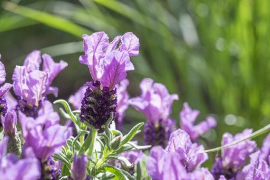 Lavender - Pink Lace (Lavandula hyb.)