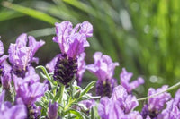 Lavender - Pink Lace (Lavandula hyb.) - Ladybird Nursery