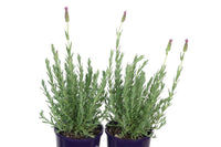 Lavender Pinkberry Ruffles (Lavandula pedunculata)