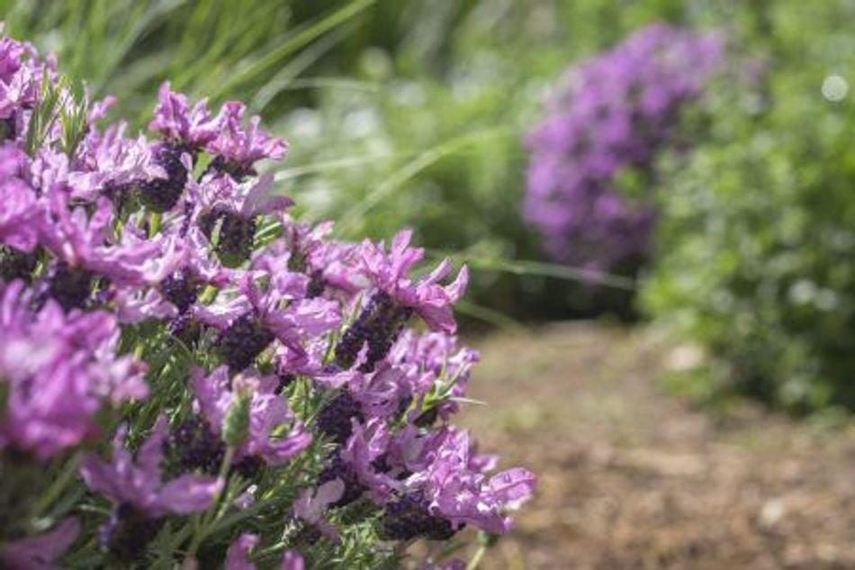 Lavender - Pink Lace (Lavandula hyb.) - Ladybird Nursery