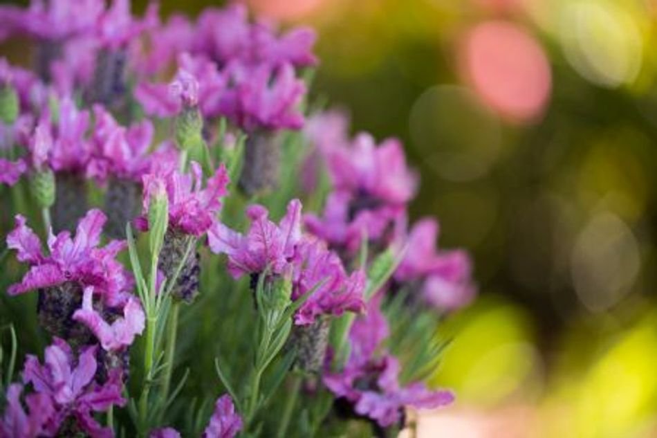 Lavender - Pink Lace (Lavandula hyb.) - Ladybird Nursery