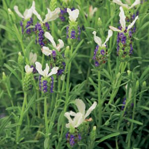 Lavender - Pippa White (Lavandula spp.) - Ladybird Nursery