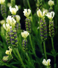 Lavender - Pippa White (Lavandula spp.) - Ladybird Nursery