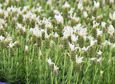 Lavender - Pippa White (Lavandula spp.) - Ladybird Nursery