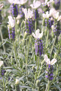 Lavender - Pippa White (Lavandula spp.)