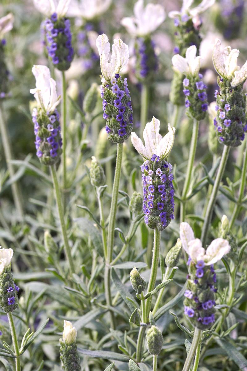 Lavender - Pippa White (Lavandula spp.) - Ladybird Nursery
