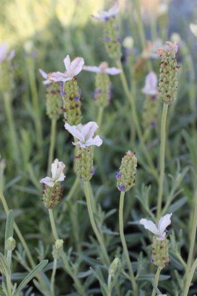 Lavender - Pippa White (Lavandula spp.) - Ladybird Nursery