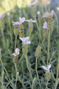 Lavender - Pippa White (Lavandula spp.)