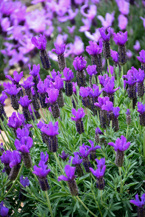 Lavender 'Purple Reign' (Lavandula pedunculata)