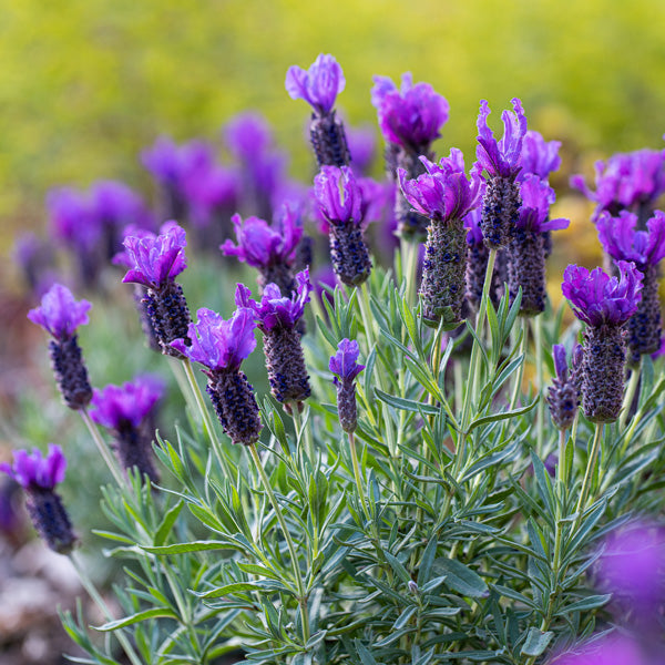 Lavender 'Purple Reign' (Lavandula pedunculata)
