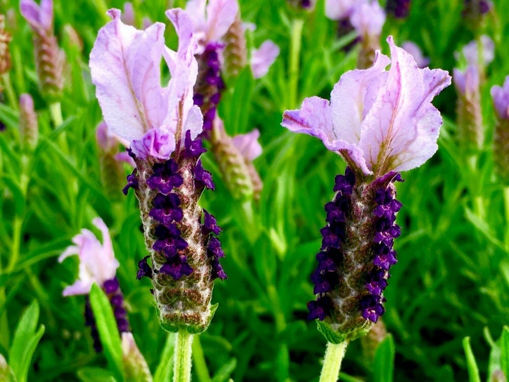 Lavender - Sensation Blue (Lavandula pedunculata) - Ladybird Nursery