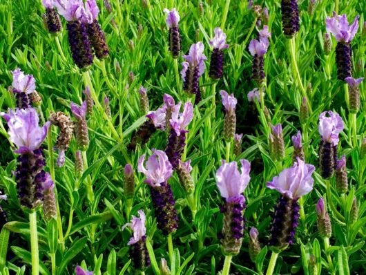 Lavender - Sensation Blue (Lavandula pedunculata) - Ladybird Nursery