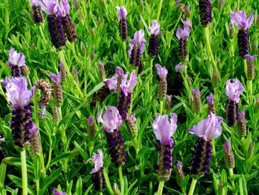 Lavender - Sensation Blue (Lavandula pedunculata)