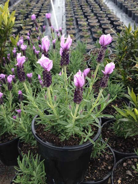 Lavender - Sensation Blue (Lavandula pedunculata) - Ladybird Nursery