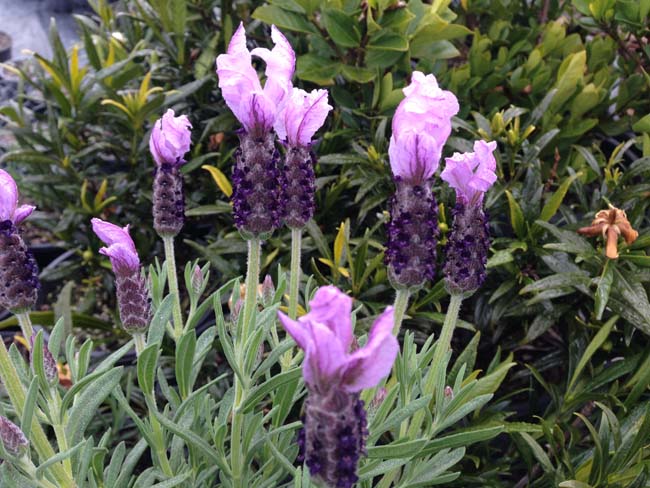 Lavender - Sensation Blue (Lavandula pedunculata)