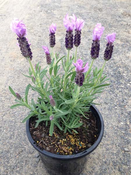 Lavender - Sensation Blue (Lavandula pedunculata) - Ladybird Nursery