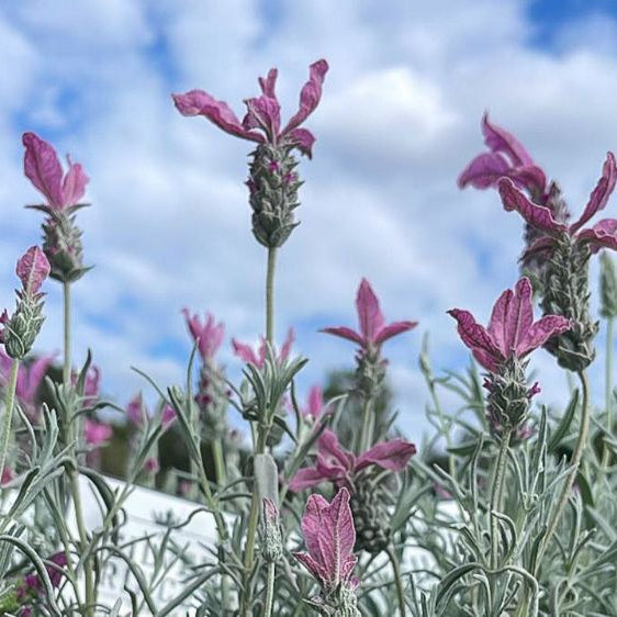 Lavender - Silver Princess (Lavandula hyb.)