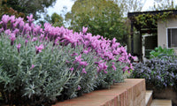 Lavender - Silver Princess (Lavandula hyb.)