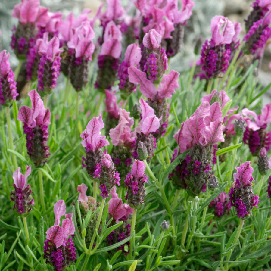 Lavender 'Tuscany Pink'