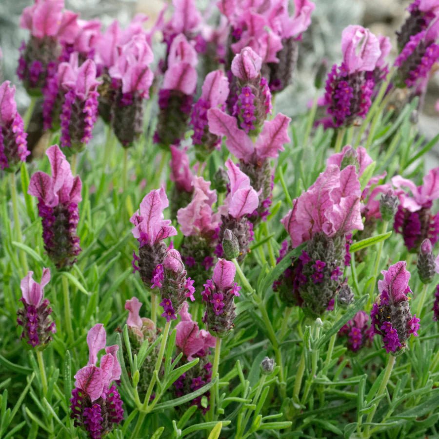 Lavender 'Tuscany Pink' - Ladybird Nursery