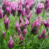 Lavender 'Tuscany Pink'