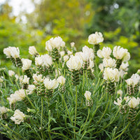 Lavender 'Vanillaberry Ruffles' (Lavandula pedunculata)