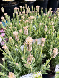 Lavender 'Vanillaberry Ruffles' (Lavandula pedunculata)