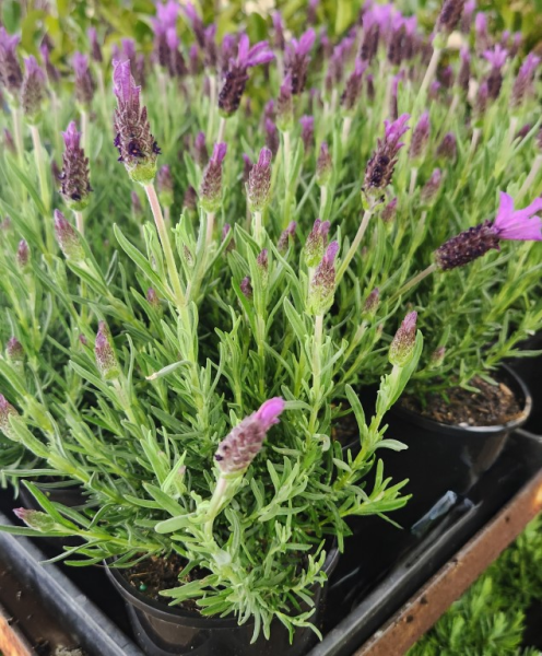 Lavender ‘Bee Brilliant’ - Ladybird Nursery