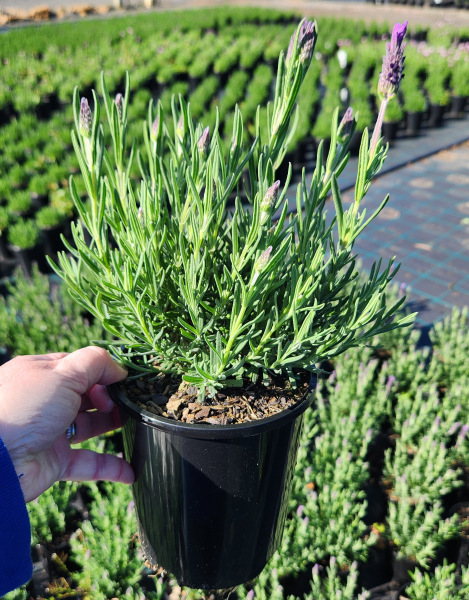 Lavender ‘Bee Brilliant’ - Ladybird Nursery