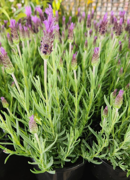 Lavender ‘Bee Brilliant’ - Ladybird Nursery