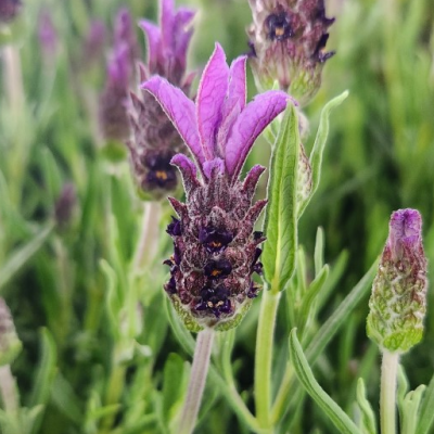 Lavender ‘Bee Brilliant’ - Ladybird Nursery
