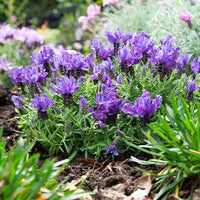 Lavender 'The Prince' - Ladybird Nursery