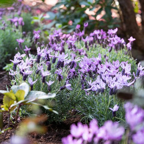 Lavender 'The Queen' - Large - Ladybird Nursery