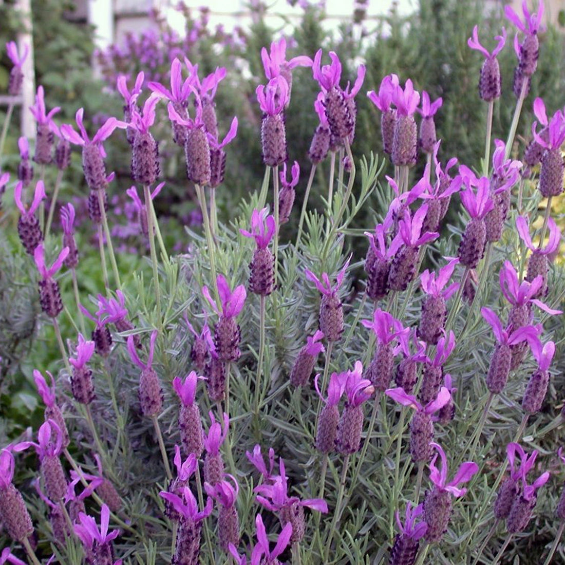 Lavender 'Avonview' (Lavandula stoechas) - Extra Large (PICKUP ONLY)