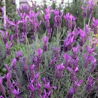 Lavender 'Avonview' (Lavandula stoechas) - Extra Large (PICKUP ONLY)