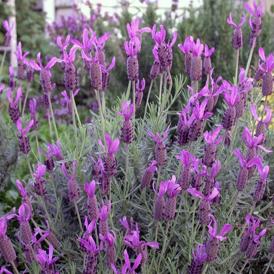Lavender 'Avonview' (Lavandula stoechas) - Extra Large (PICKUP ONLY) - Ladybird Nursery