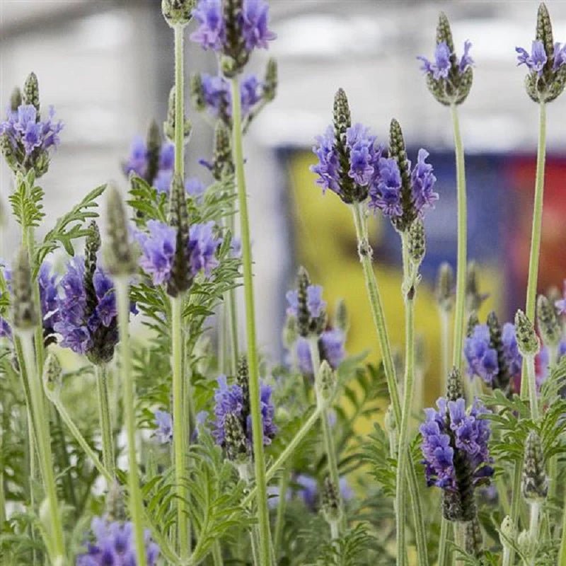 Lavender 'Blue Torch' - Ladybird Nursery