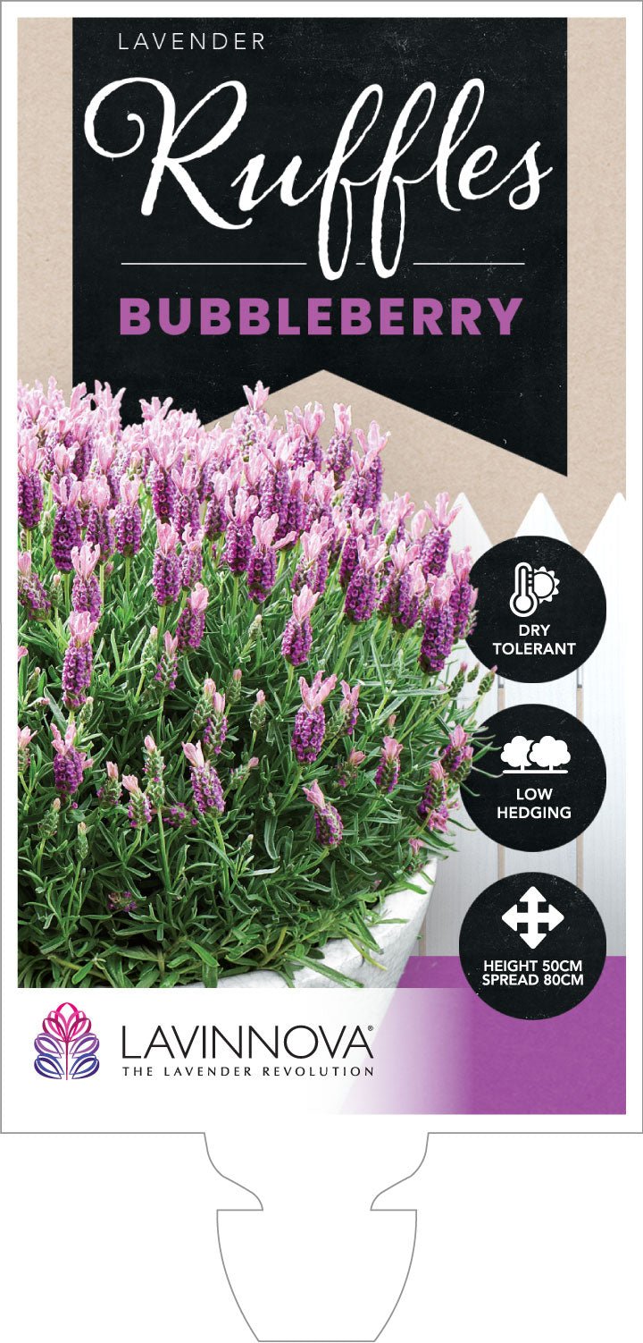 Lavender 'Bubbleberry Ruffles' (Lavandula pedunculata) - Ladybird Nursery