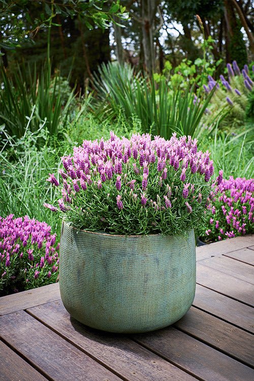 Lavender 'Bubbleberry Ruffles' (Lavandula pedunculata) - Ladybird Nursery