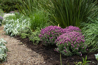 Lavender 'Bubbleberry Ruffles' (Lavandula pedunculata) - Ladybird Nursery