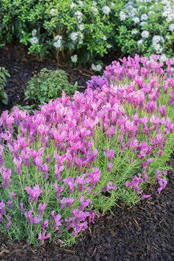 Lavender Fairy Wings 'Radiance' - Ladybird Nursery
