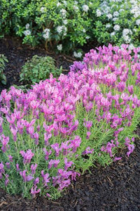 Lavender Fairy Wings 'Radiance' - Ladybird Nursery