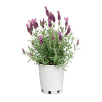 Lavender Fairy Wings 'Radiance' - Ladybird Nursery